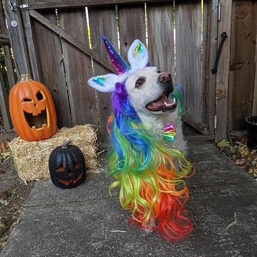 Halloween 2019